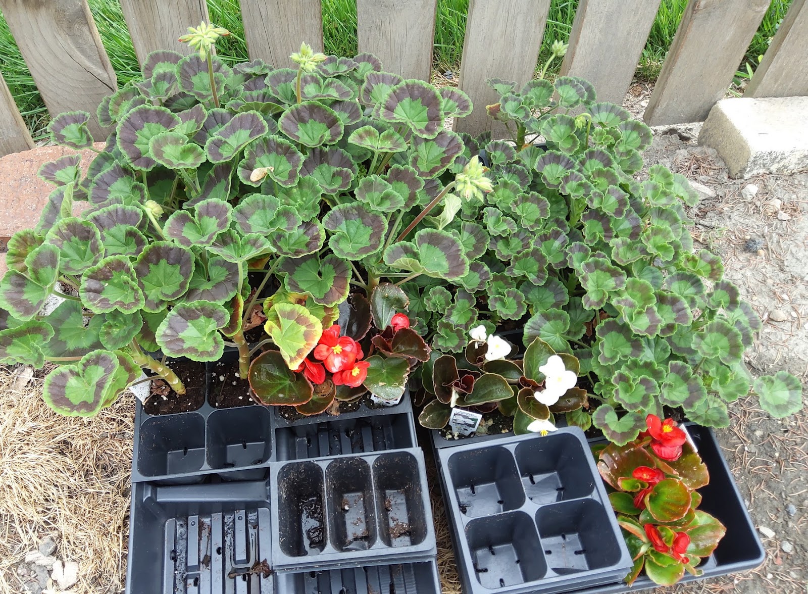 Hecklinger’s Greenhouse