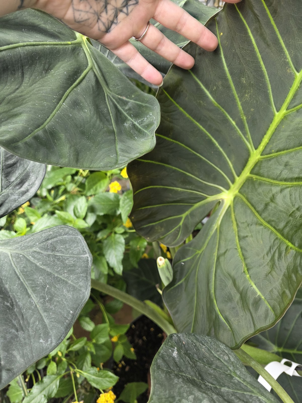Helmi's Gardens