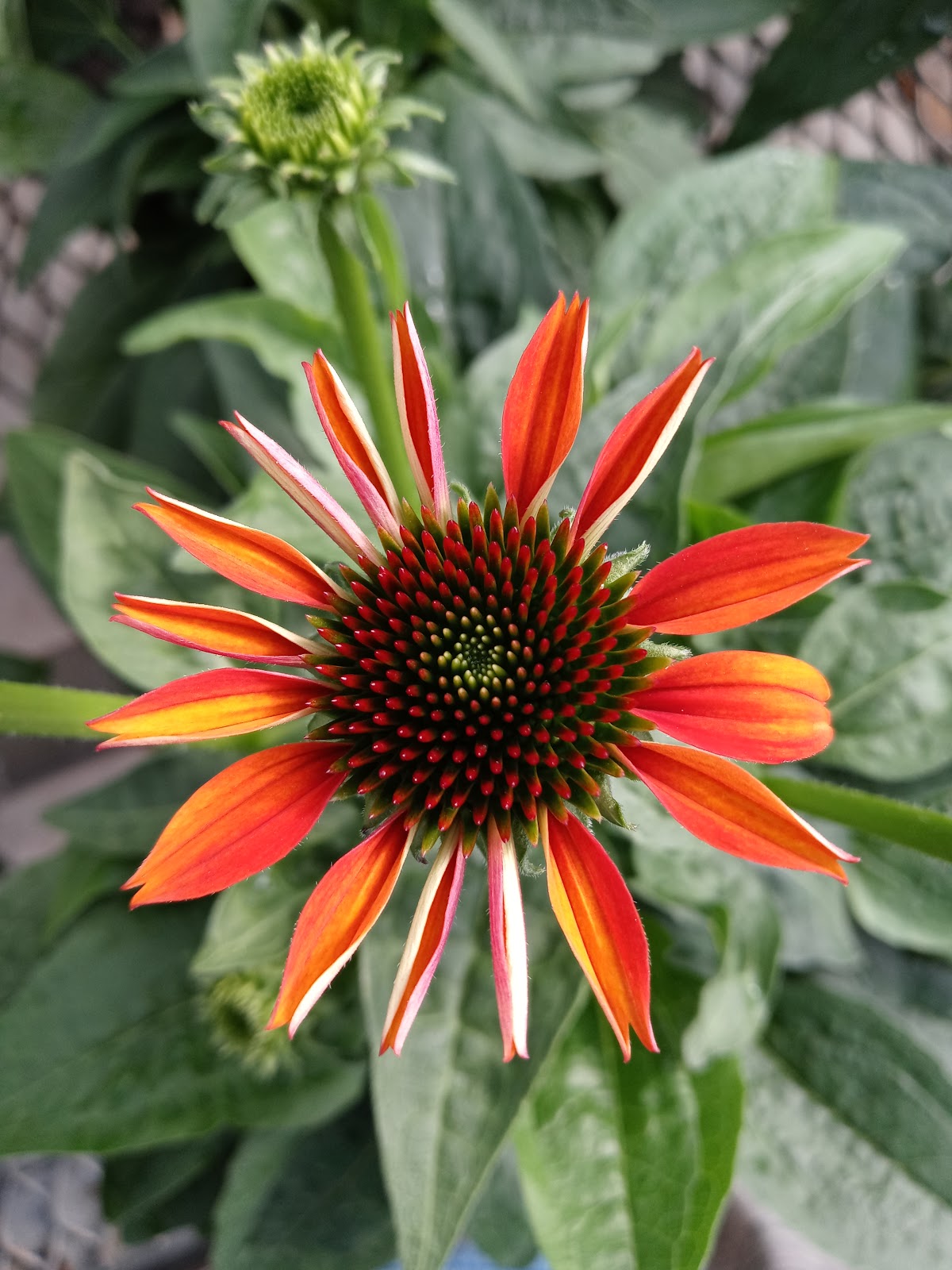 Henry Mast Greenhouses Inc