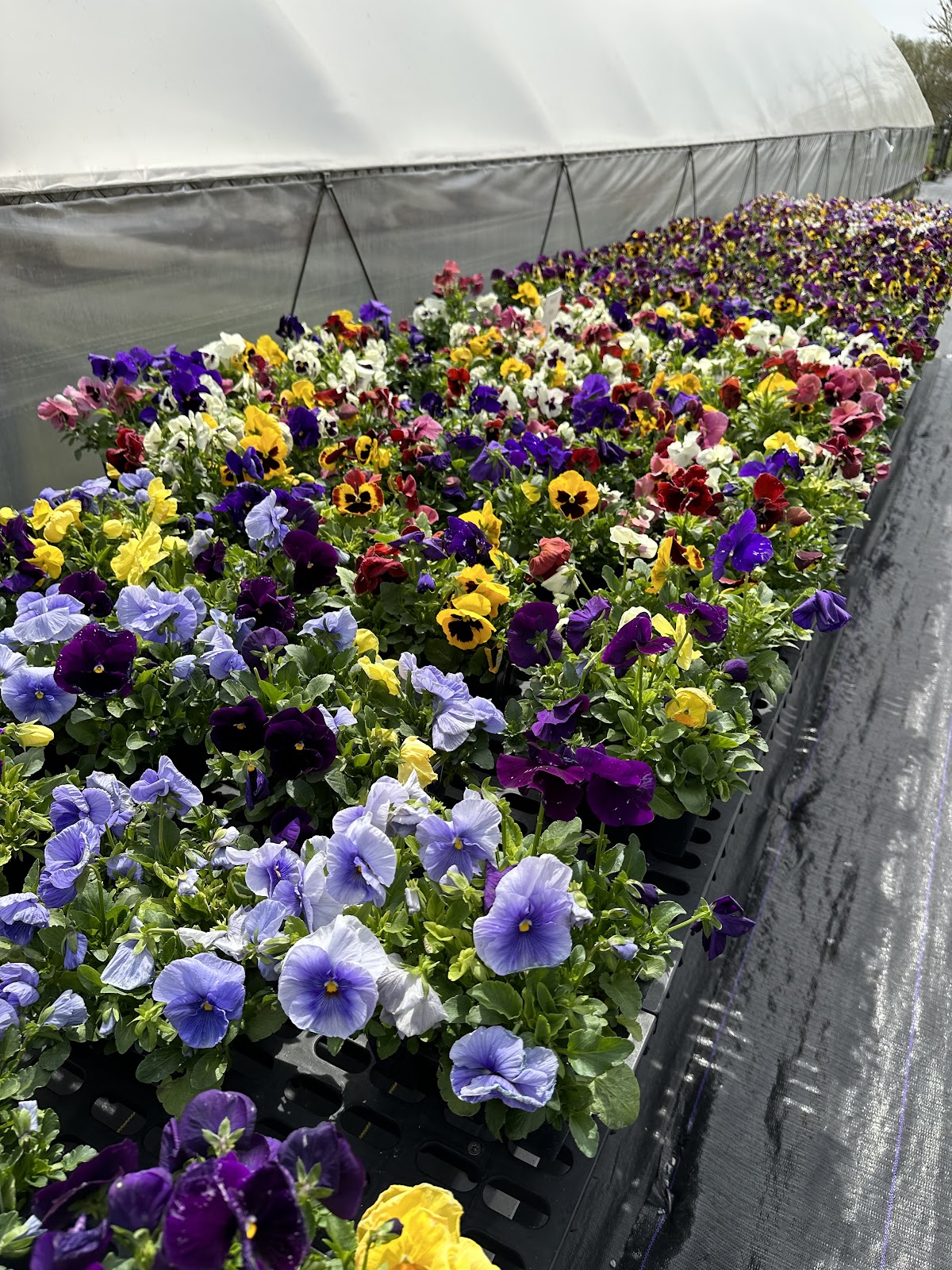 Hess Road Greenhouse