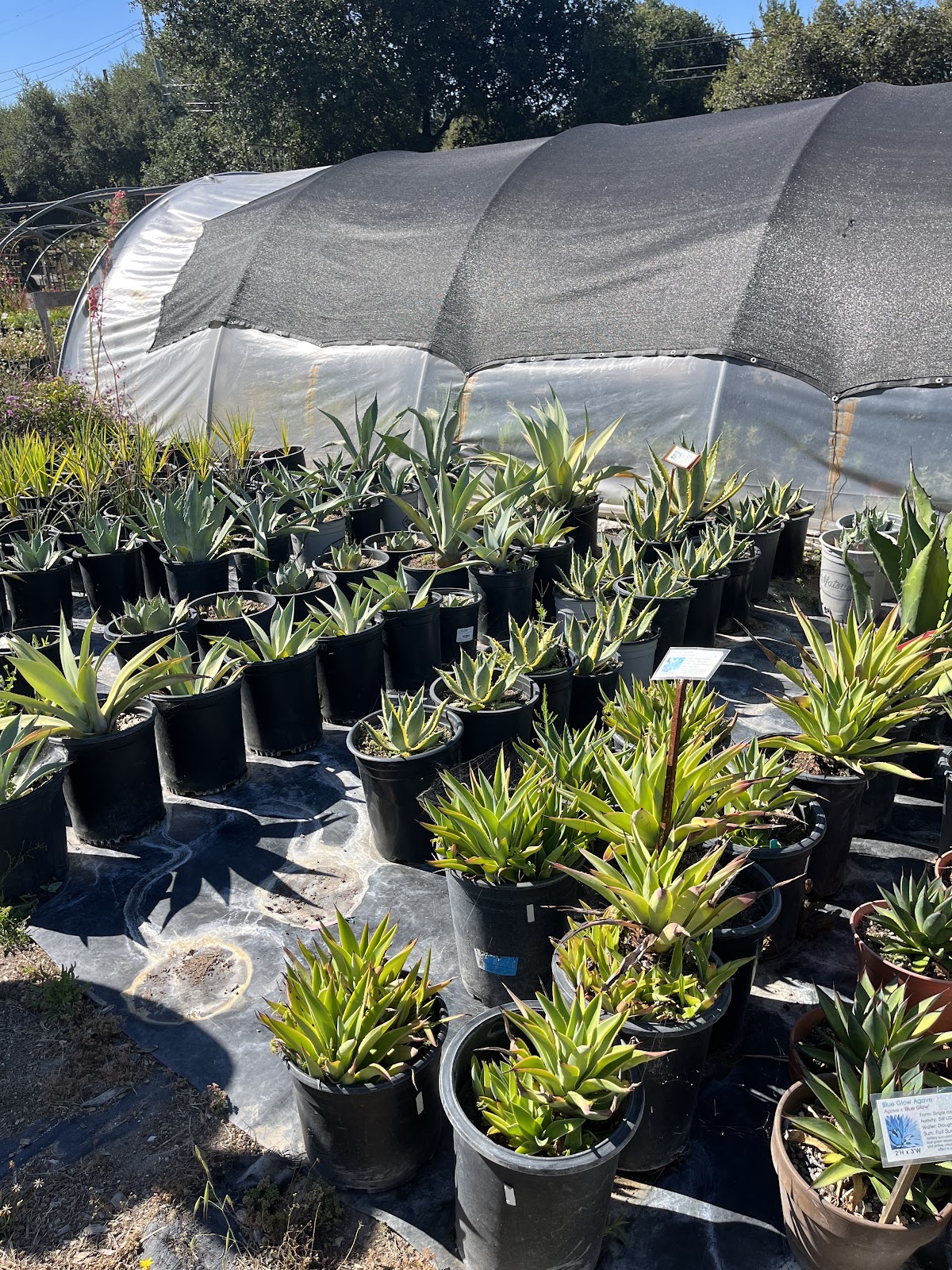 Hidden Garden Nursery, Petaluma