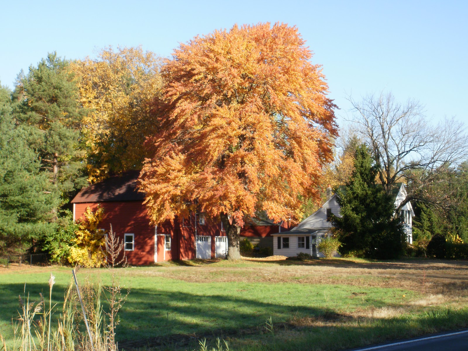 Hillard's Greenhouse