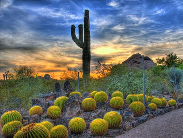 HILLSIDE DESERT Botanical GARDEN