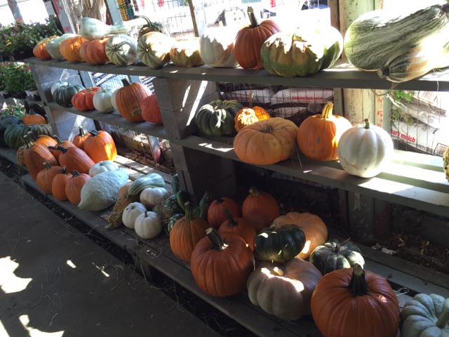 Hocott's Garden Center
