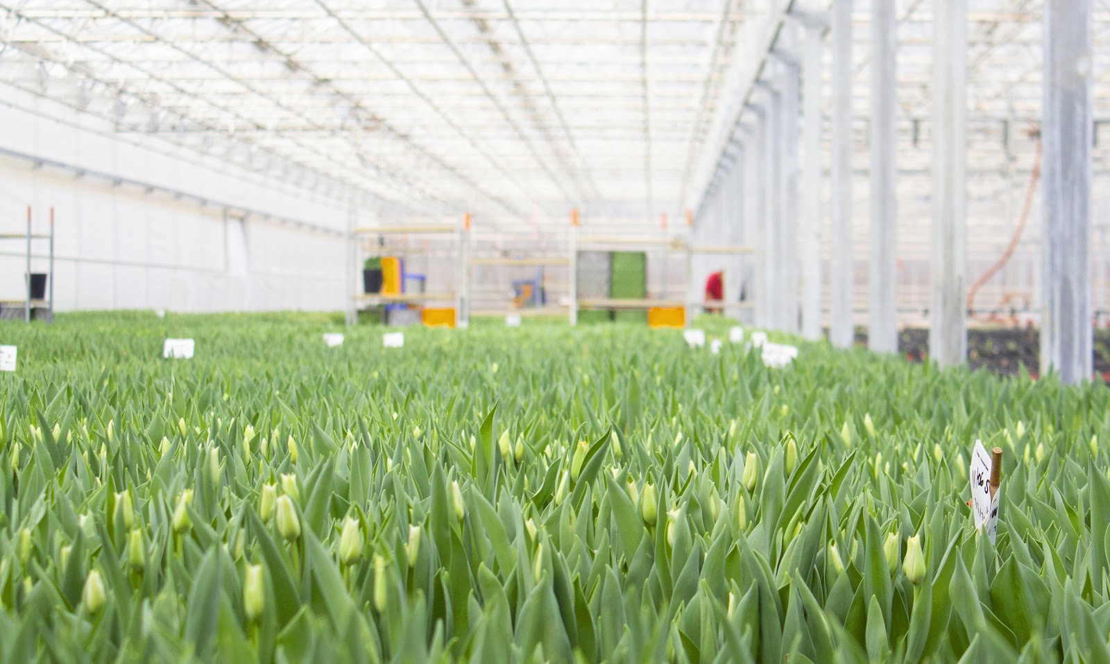 Holland Greenhouses Inc