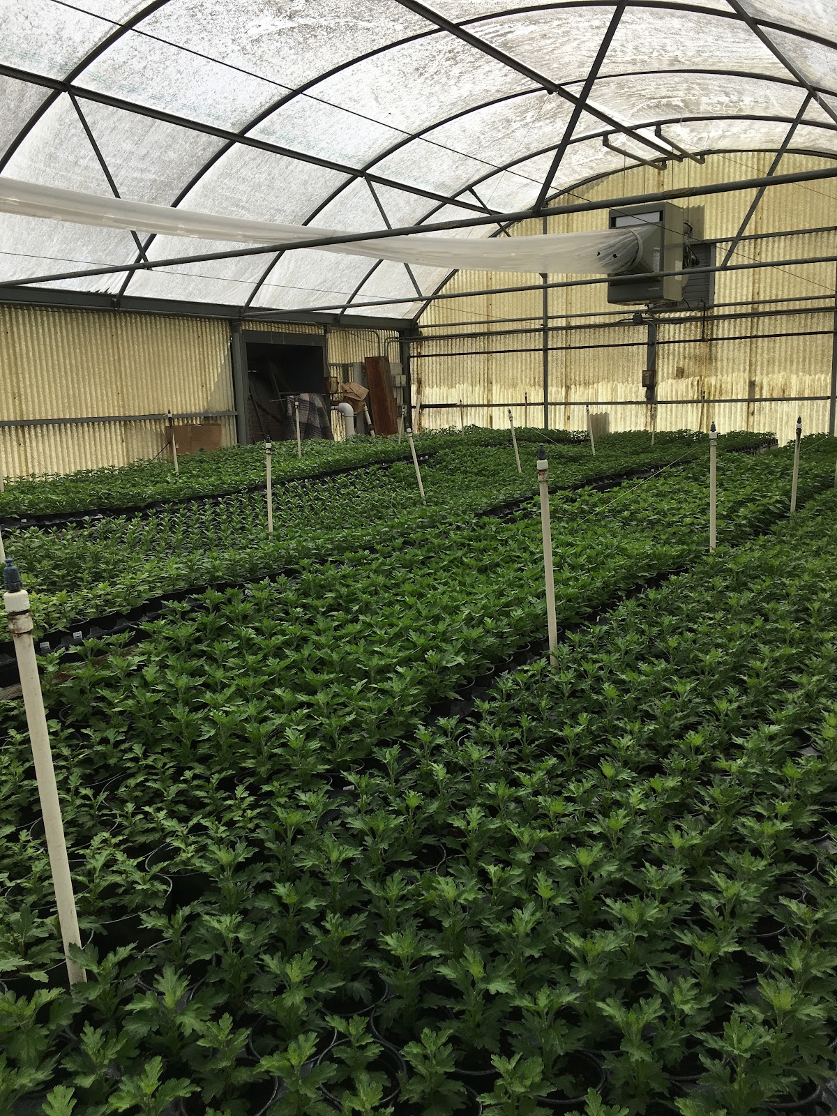 Hollandale Nursery