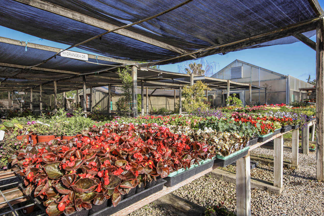 Hollandutch Nursery