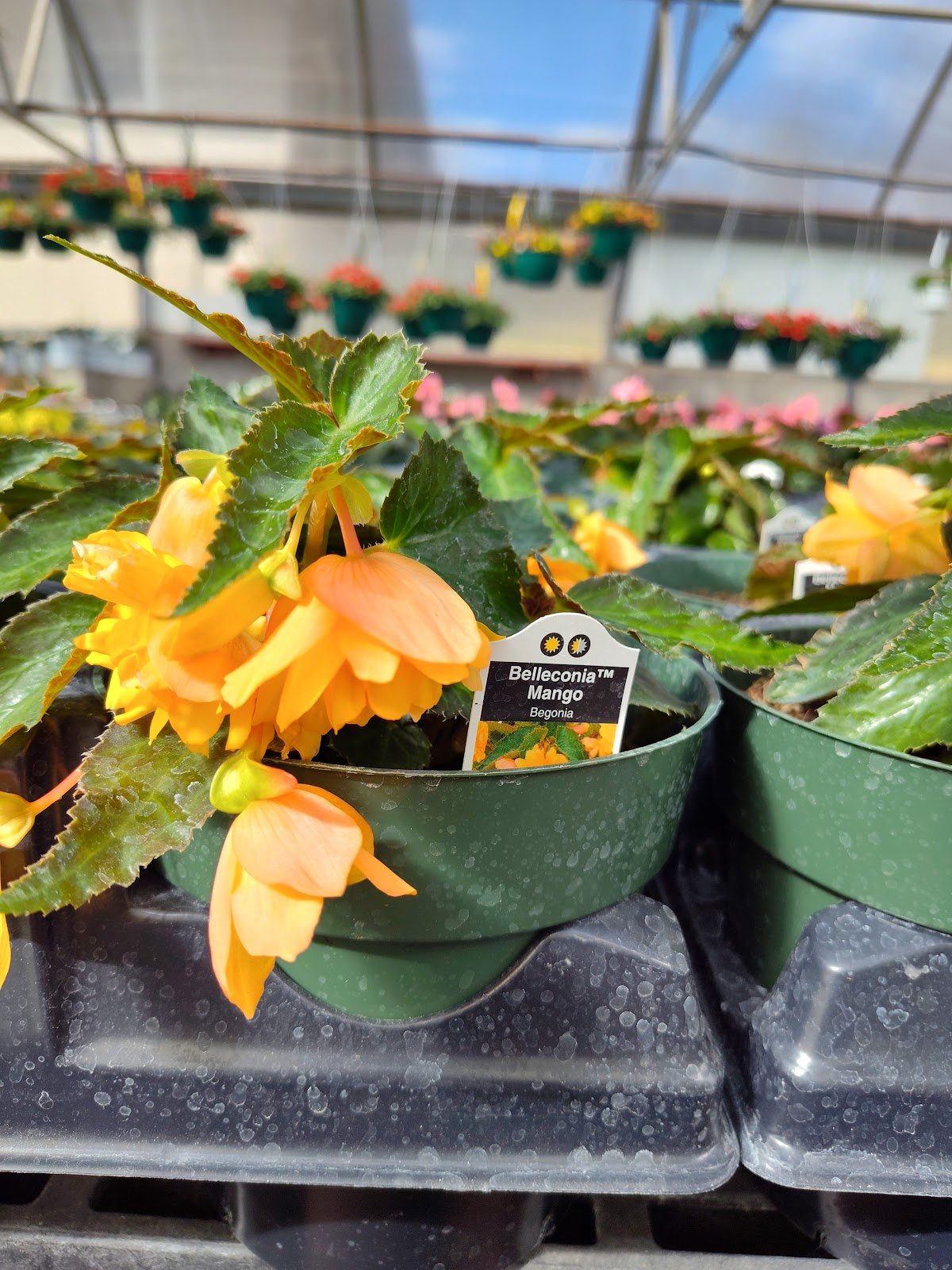 Holton Greenhouse