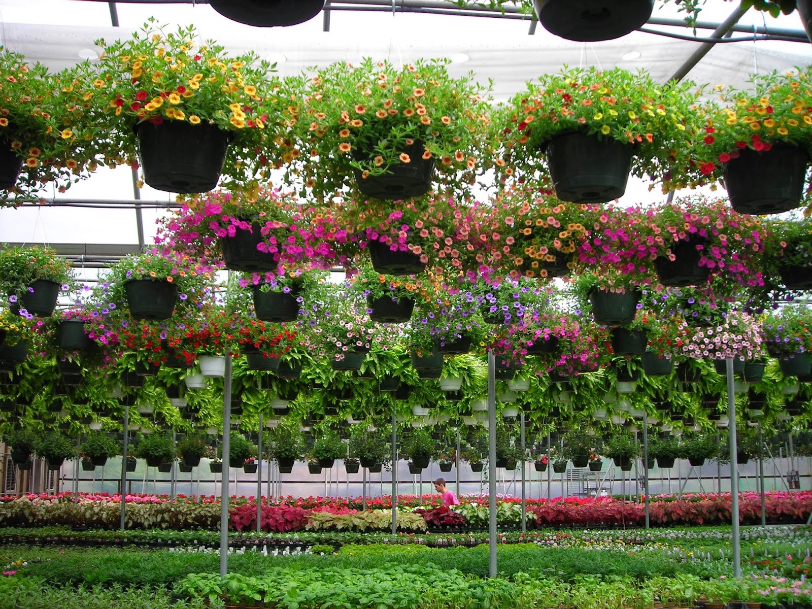 Homewood Nursery & Garden Center