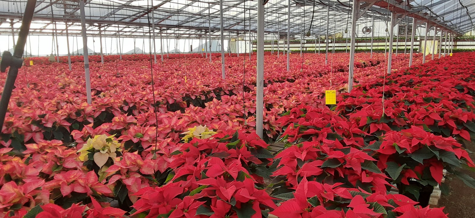 Hoosier Boy by Schlegel Greenhouse