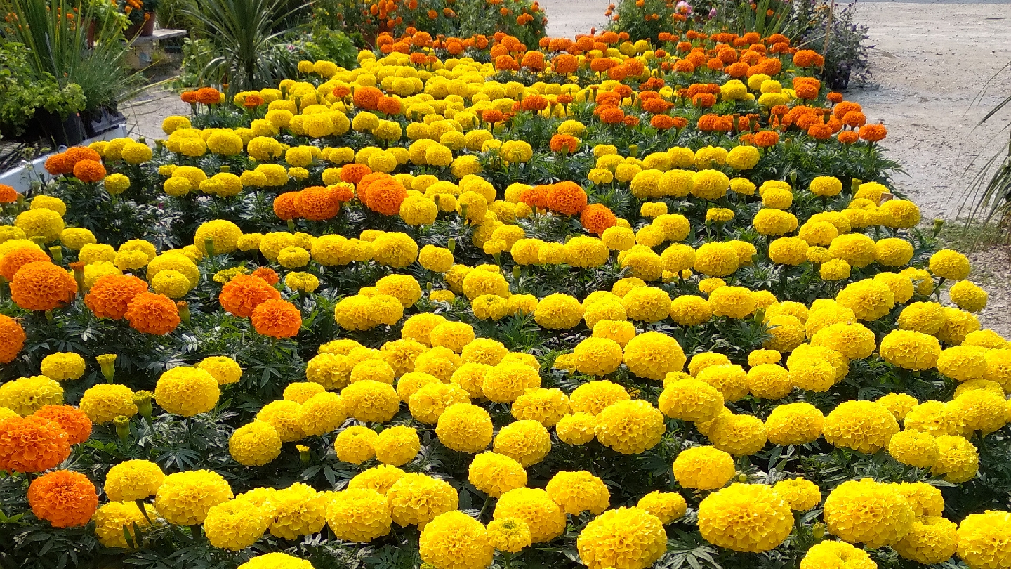 Horchers Florist & Greenhouses
