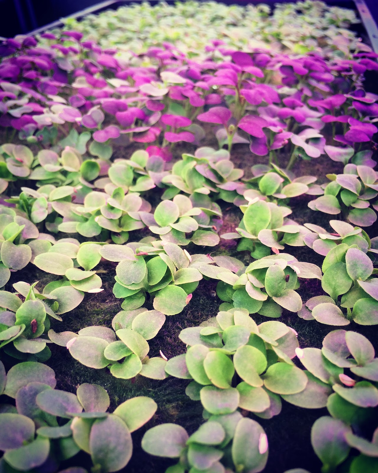 Hort Americas - Wholesale Hydroponic Farming Supply Company in Dallas