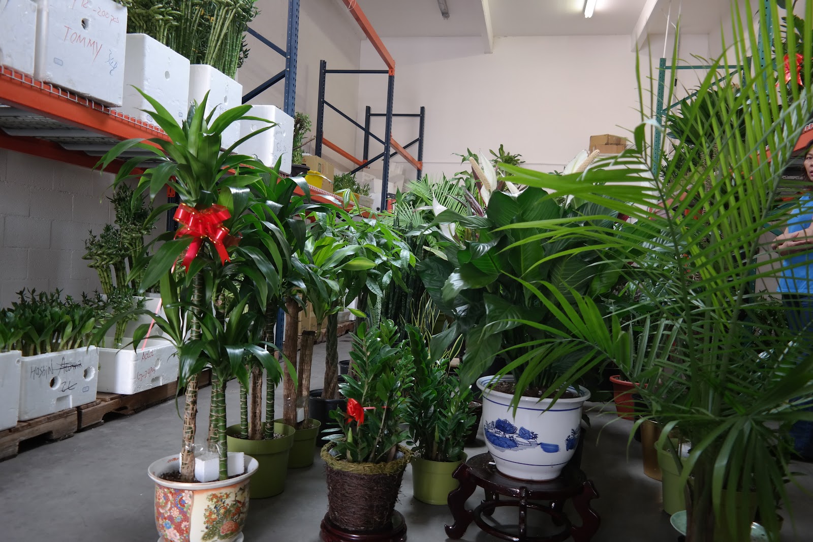 Hoshin Plants