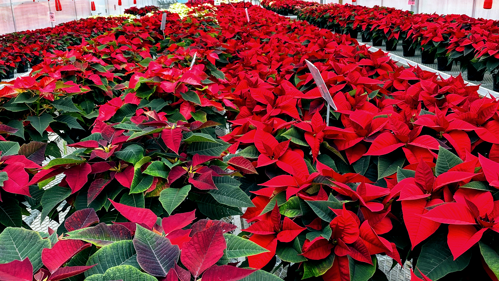 Houston's Greenhouse & Gift