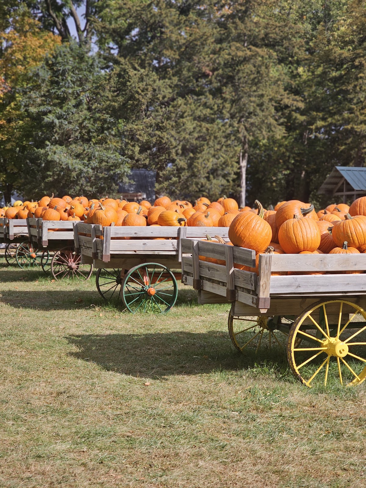 Howell's Greenhouse and Pumpkin Patch