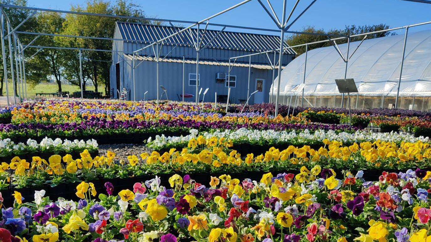 Hugs Greenhouse
