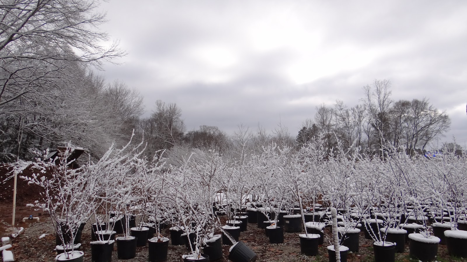 Huntsville Wholesale Nursery