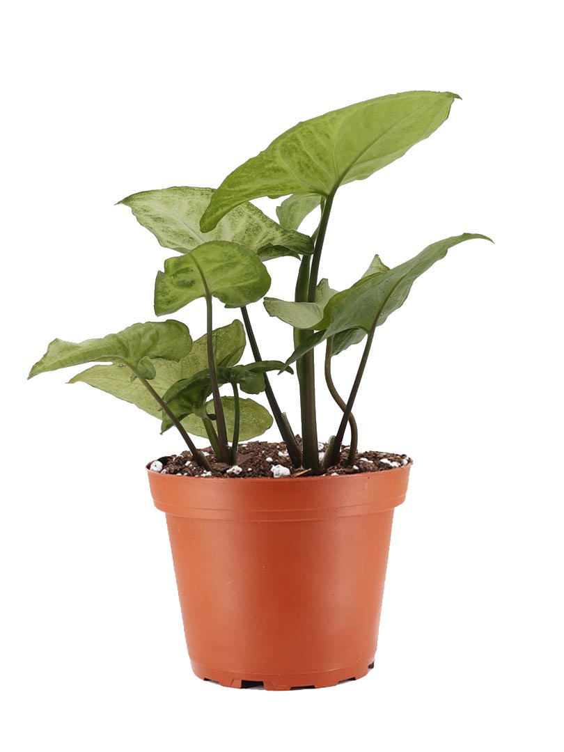 Immortal Roots | Plants & Home Décor