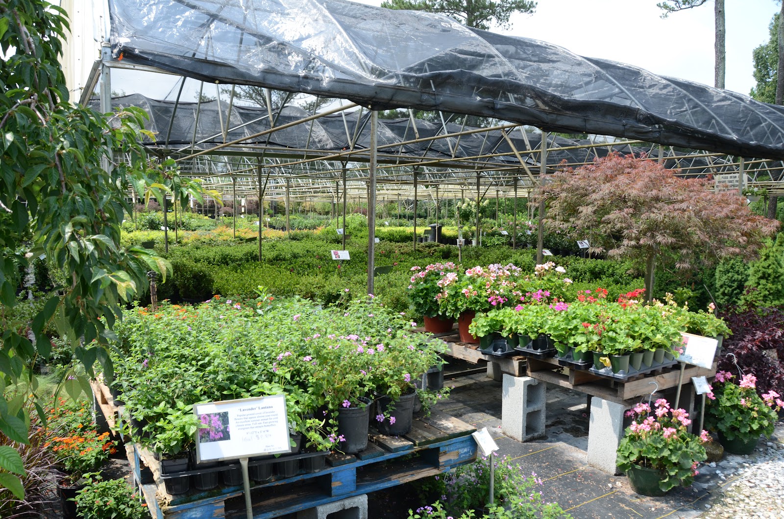 Indian Creek Nursery