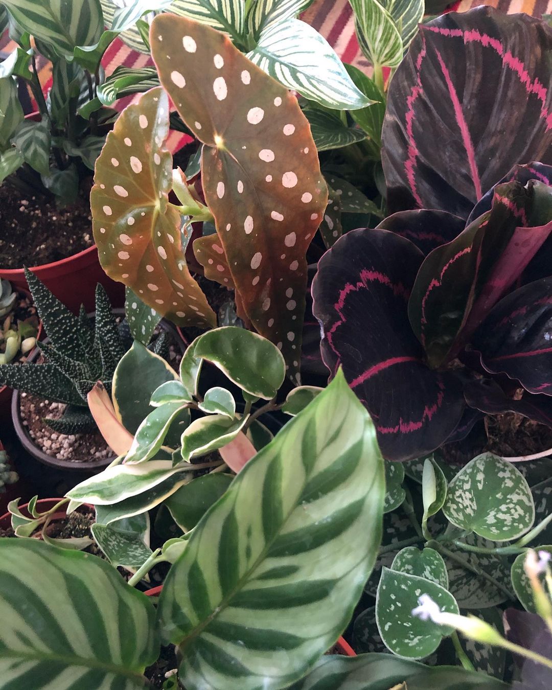 Iron Rose Plants and Vintage