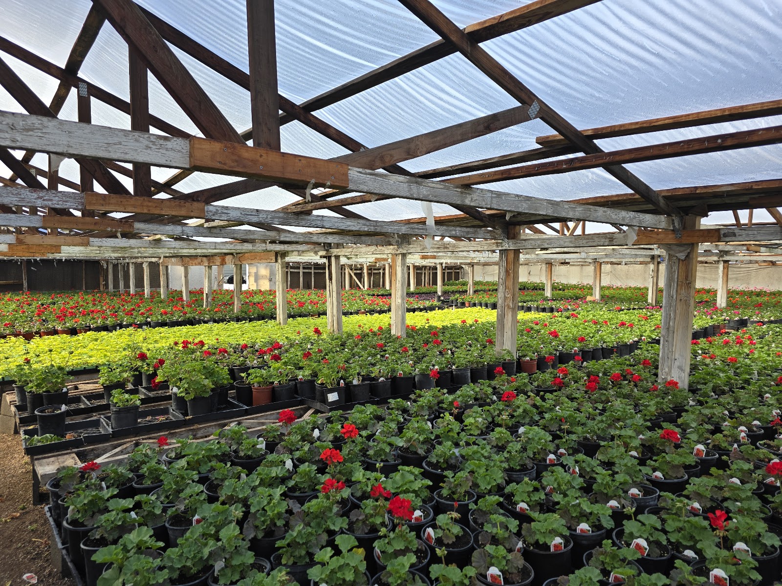 J&A Arizona Greenhouses