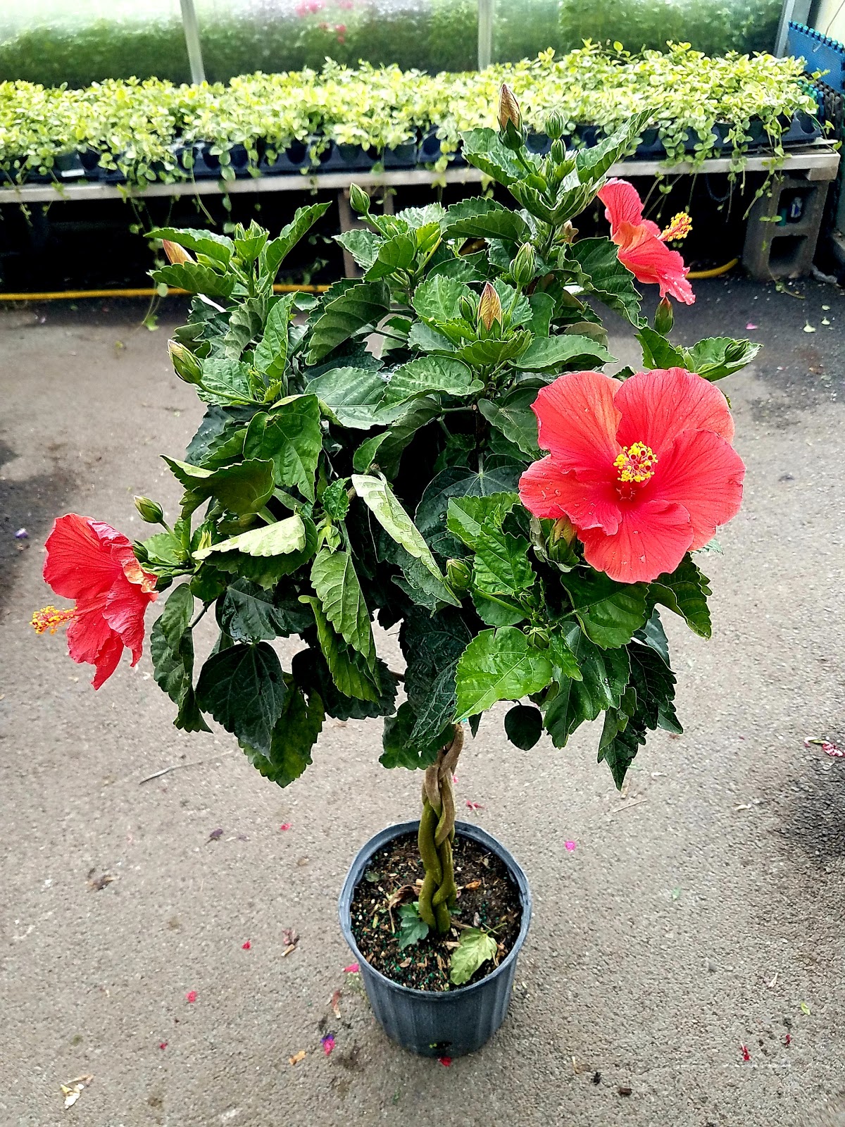 J & A Farm Market & Greenhouses LLC