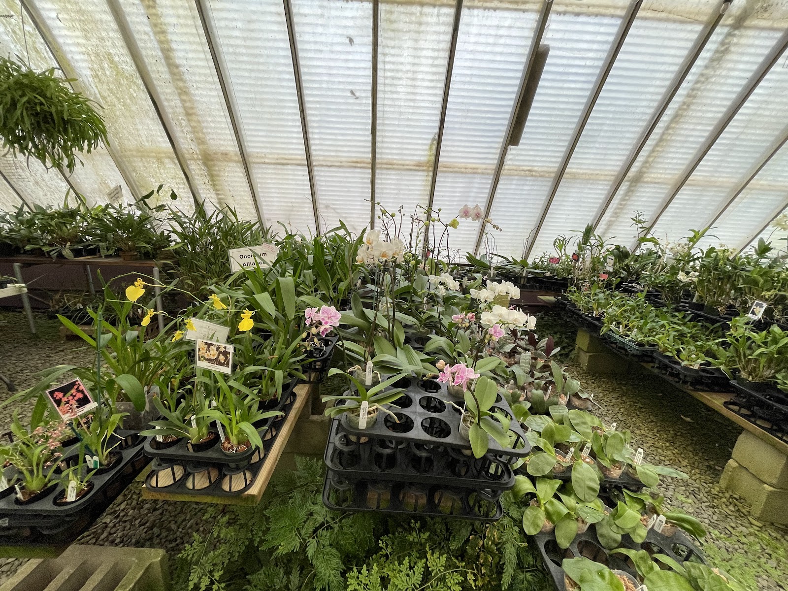 J & L Orchids