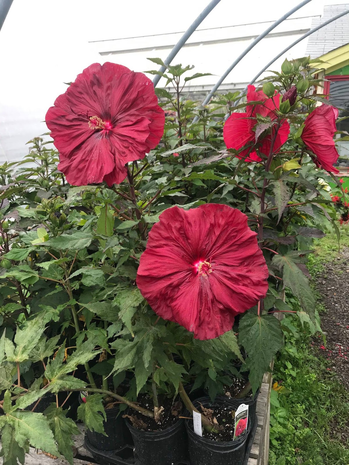 J&S Greenhouse