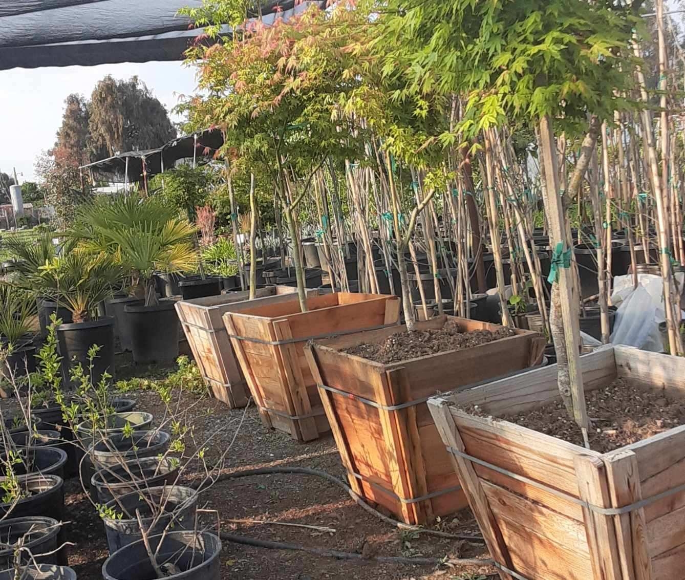 J's Greenhouse