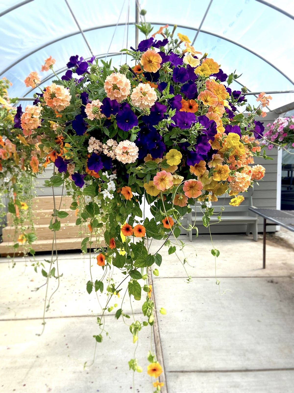 Jacobson's Greenhouse