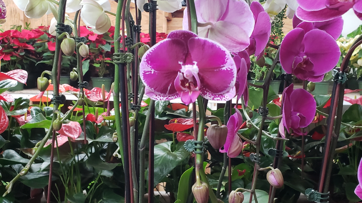Jay's Plants