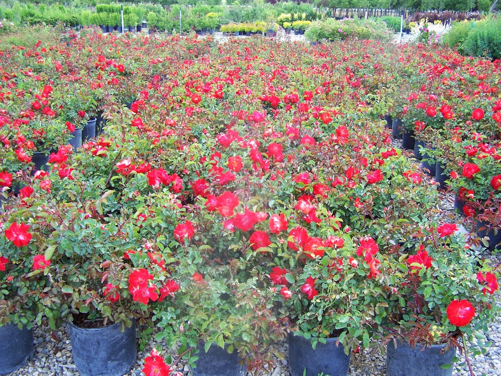Jayker Re-Wholesale Nursery
