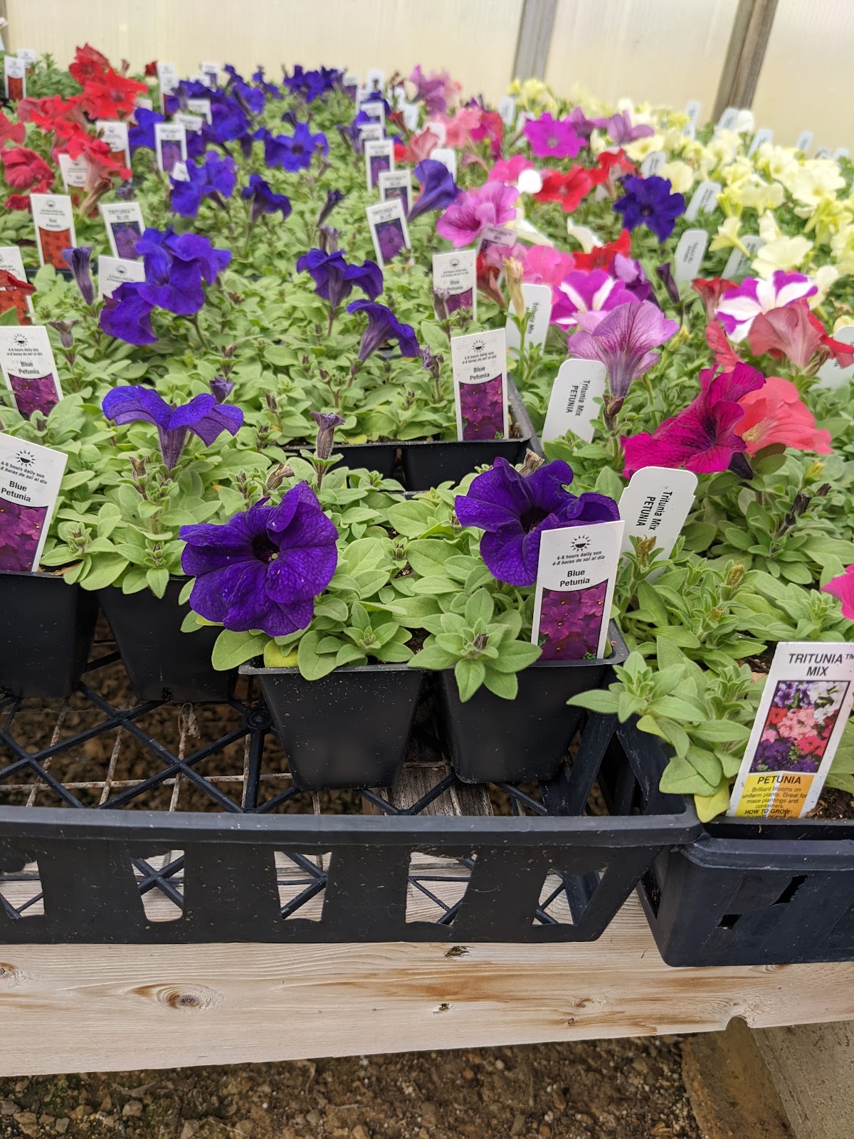 Jenkins Family Greenhouses & Florist