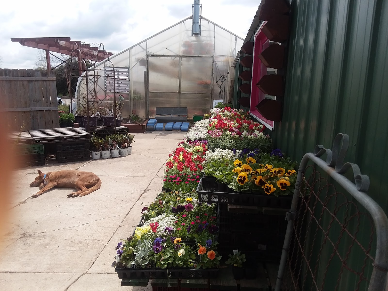 Jenny's Greenhouse & Floral