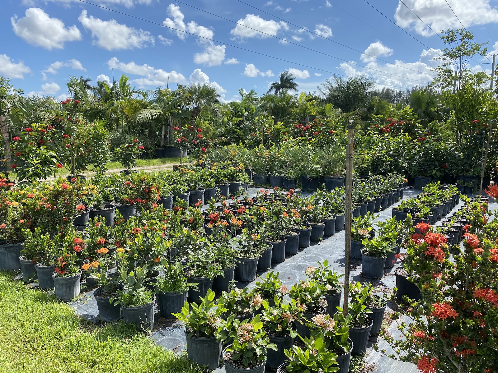 Jesse Durko's Nursery
