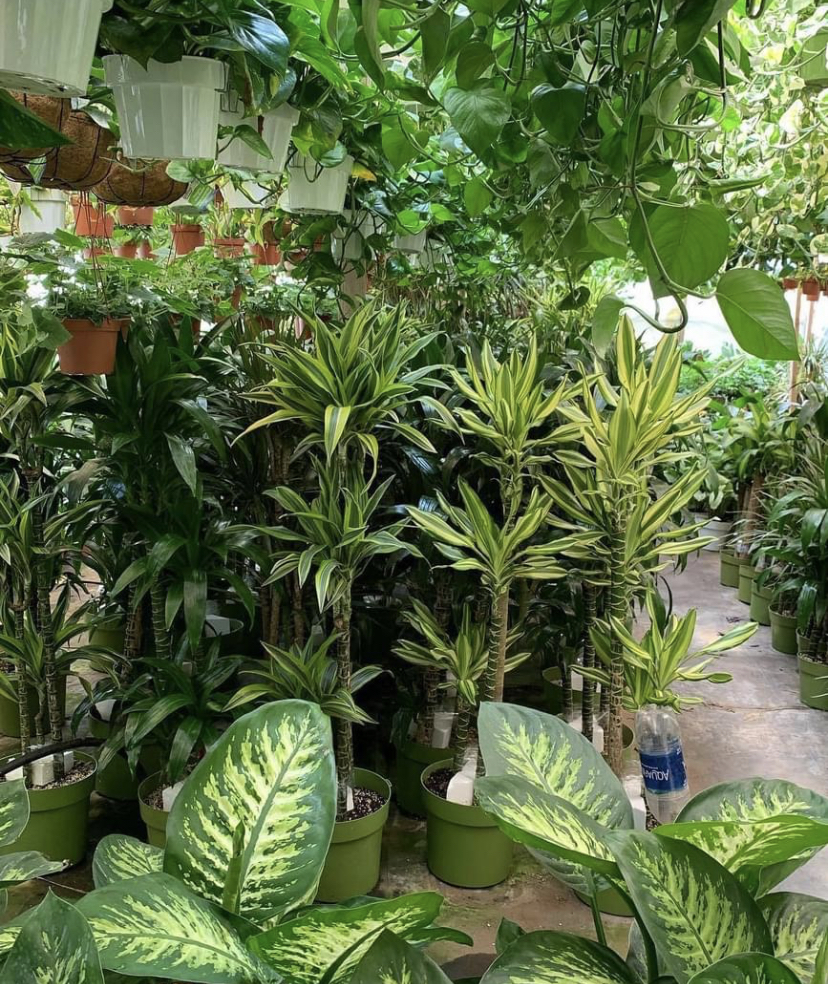 Jessi Foliage And Plants