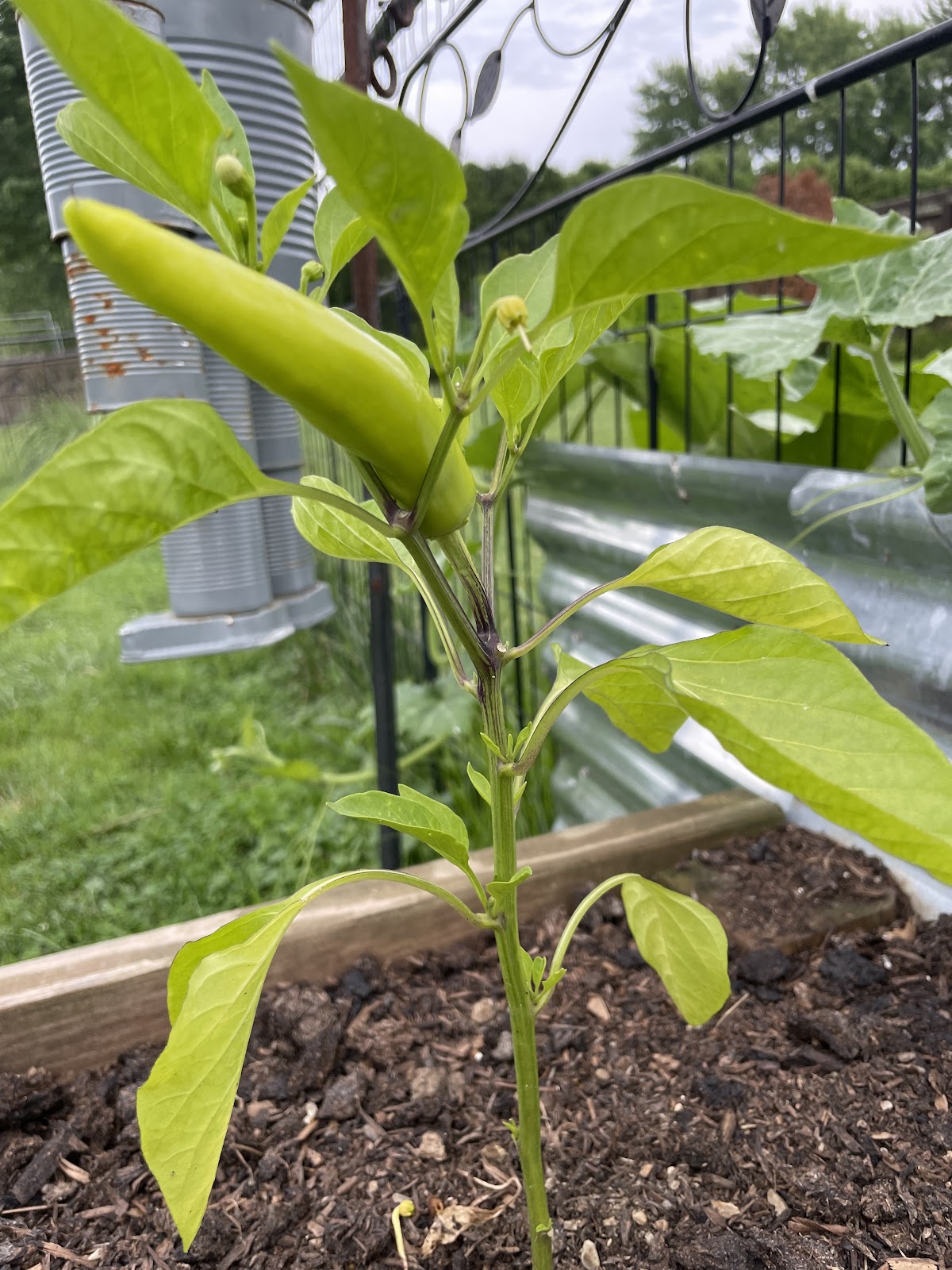 Joe's Greenhouse