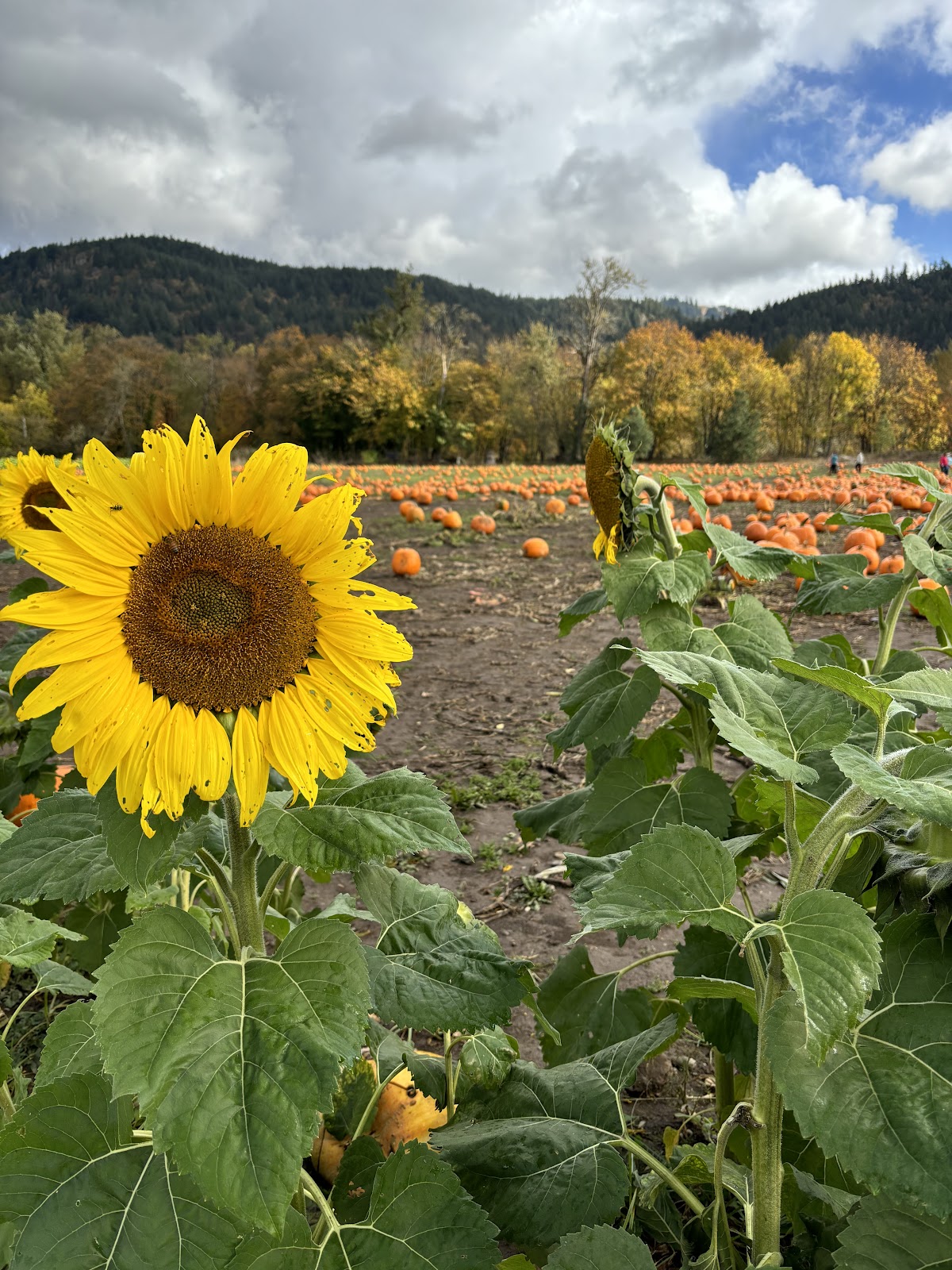 Johnson Vegetable Farms