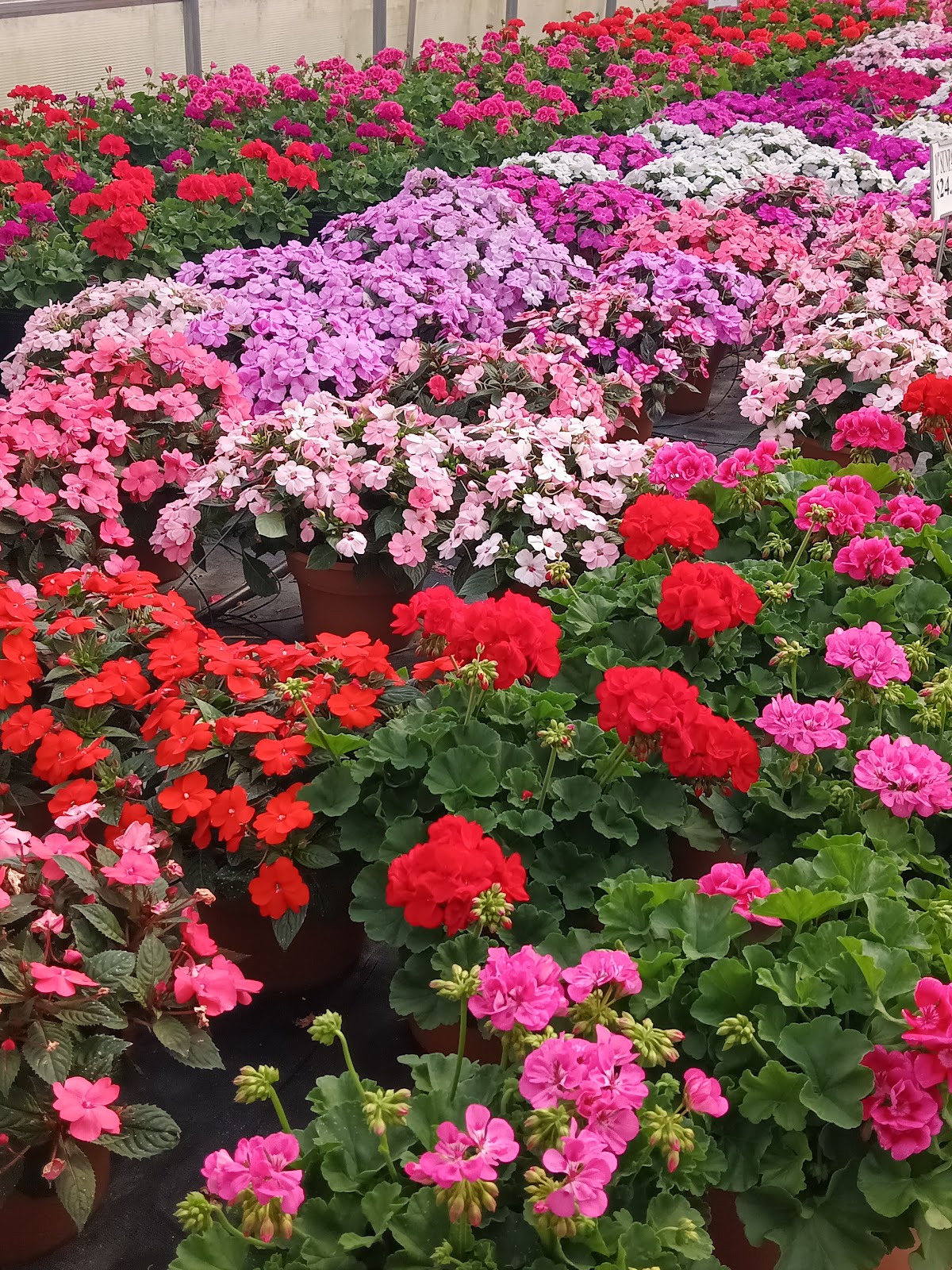 Jones Greenhouse