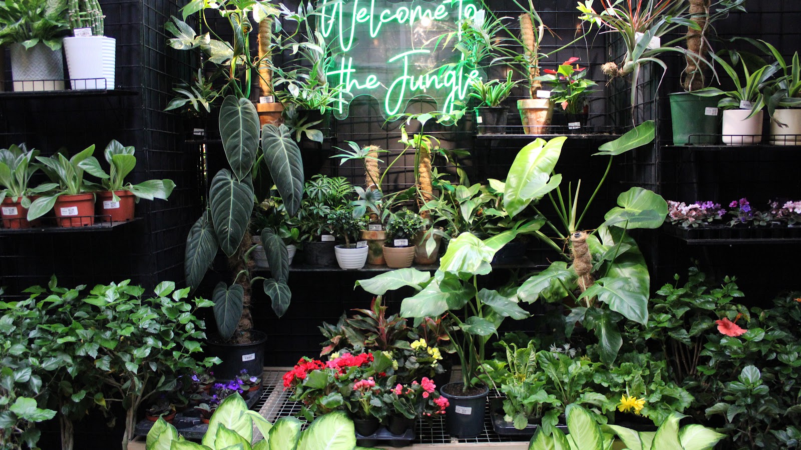 Jordan's Jungle