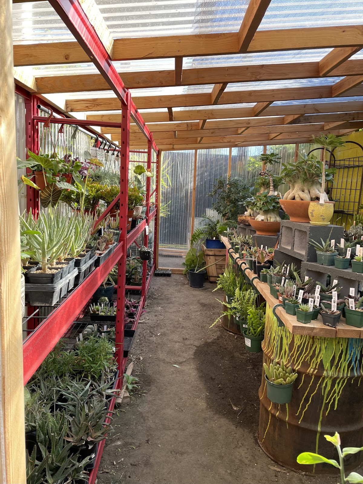 Jungle Box