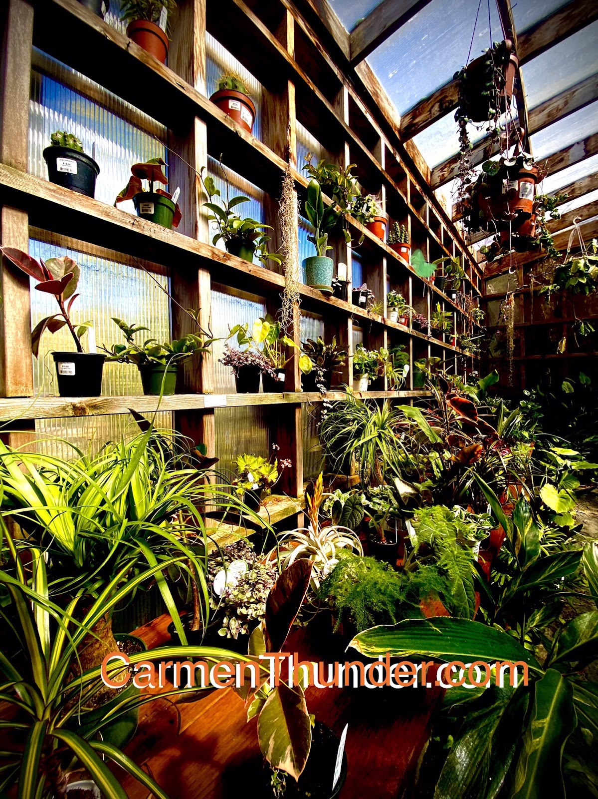 Jungle Fever Exotics