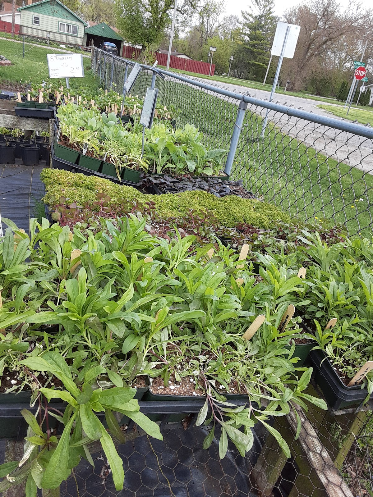 Ken's Greenhouse