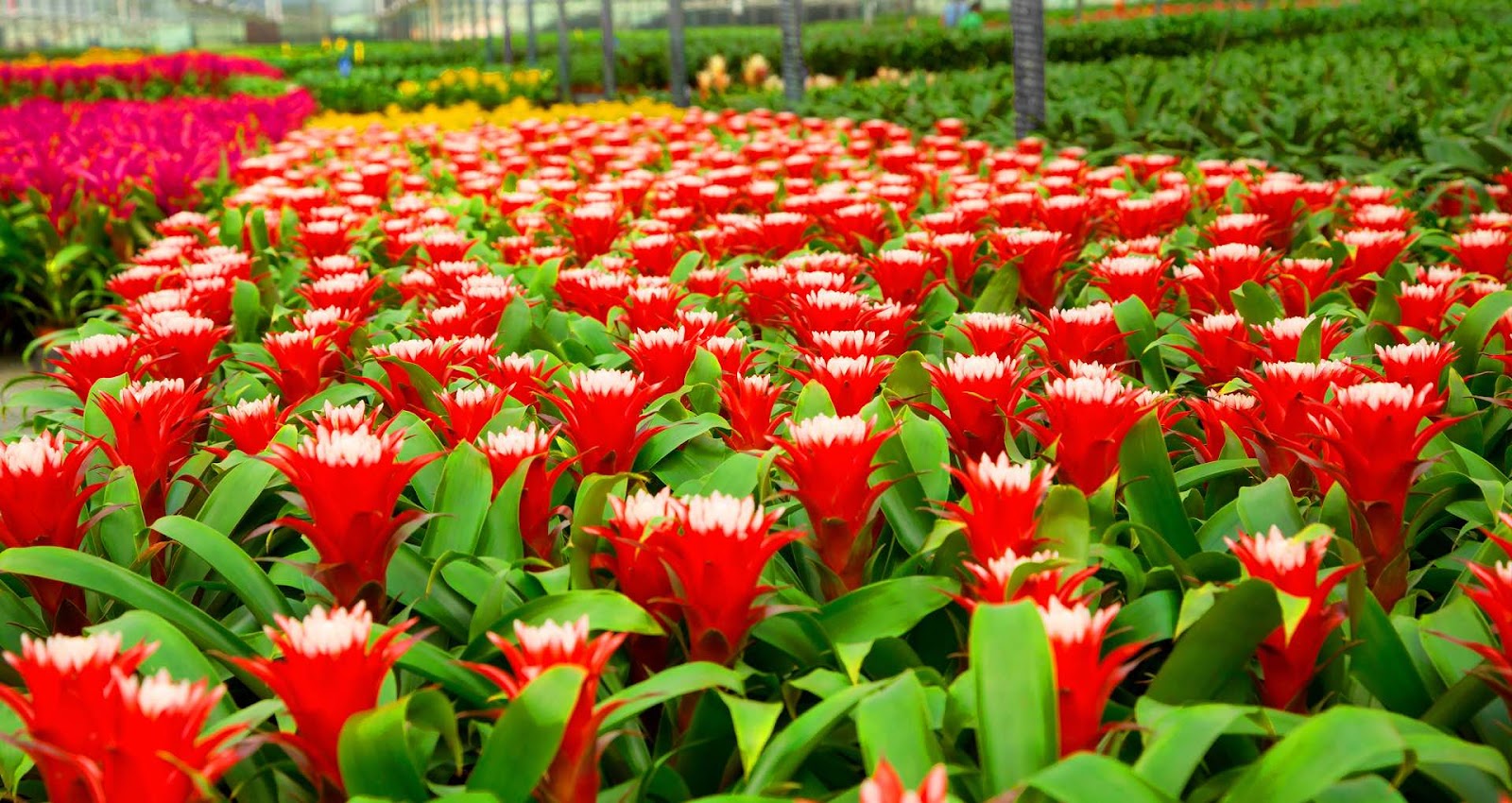 Kent's Bromeliad Nursery Inc