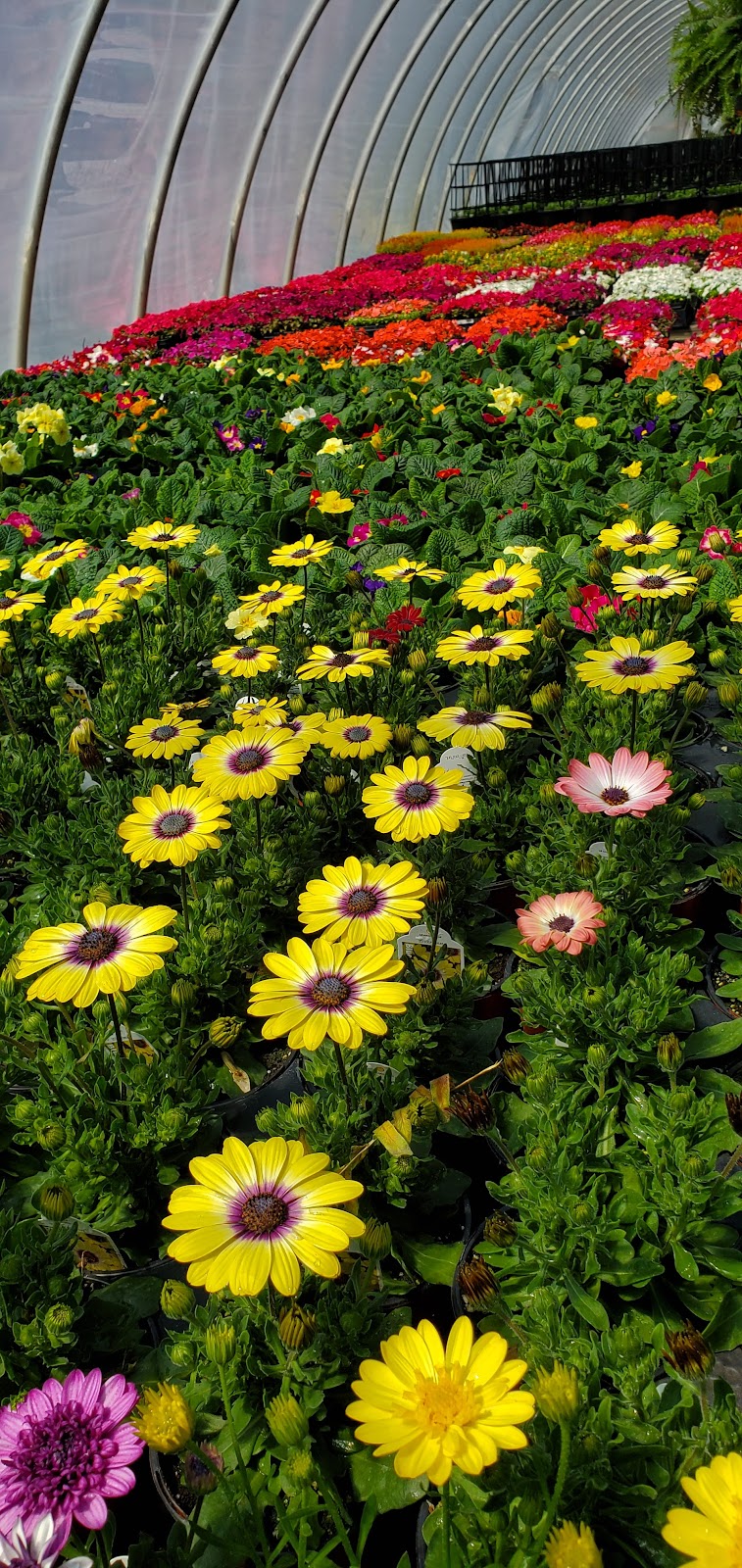 Kettell's Greenhouse