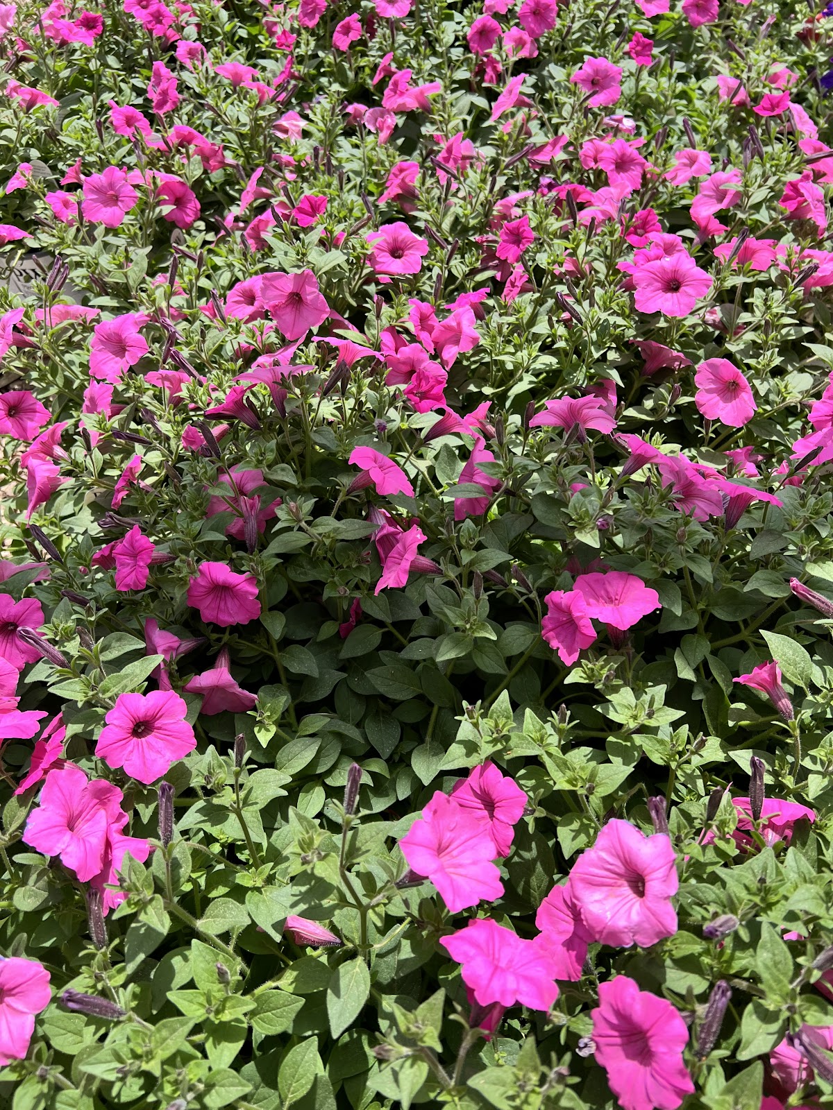 King Nursery