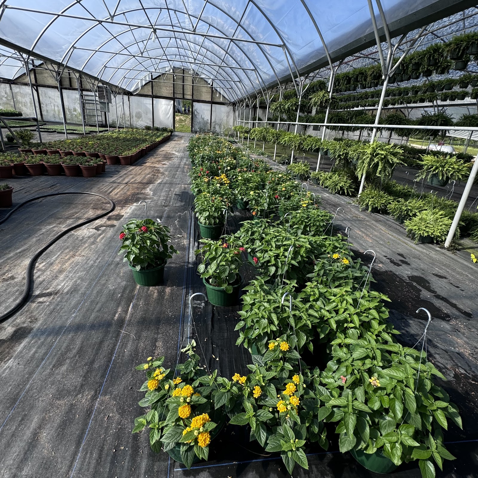King's Greenhouses