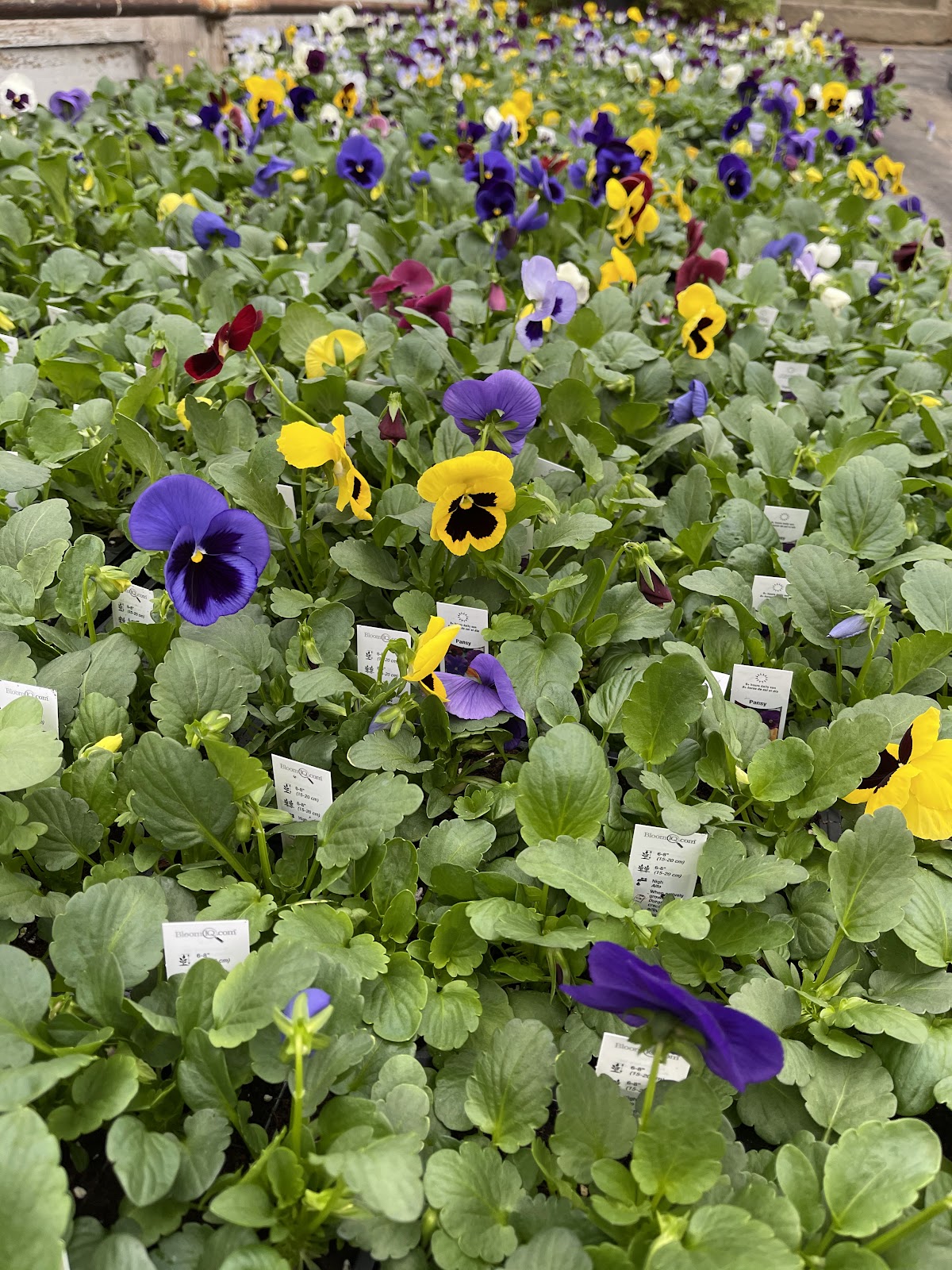 Klettlinger Greenhouse