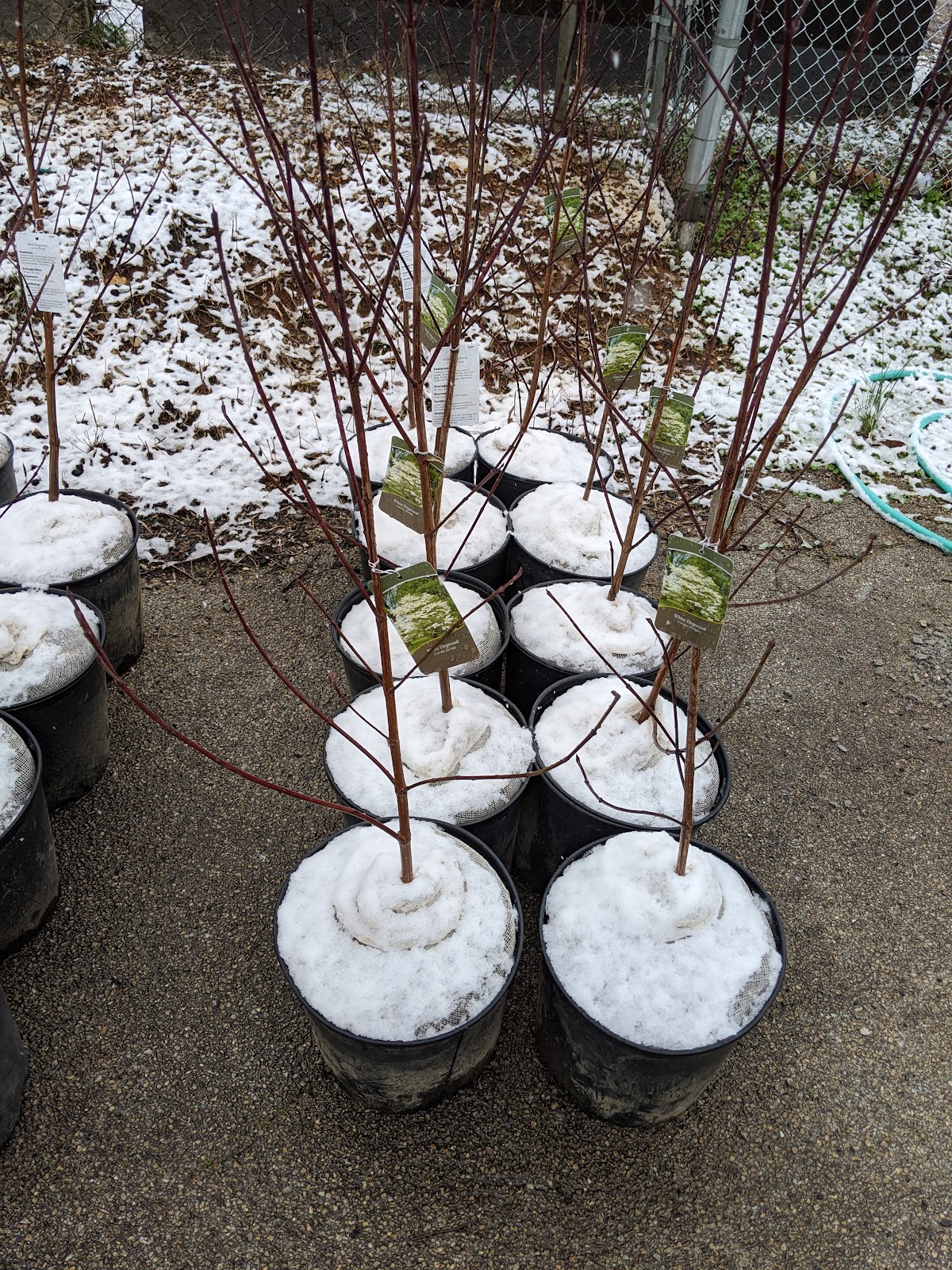 Knoxville Seed & Greenhouse