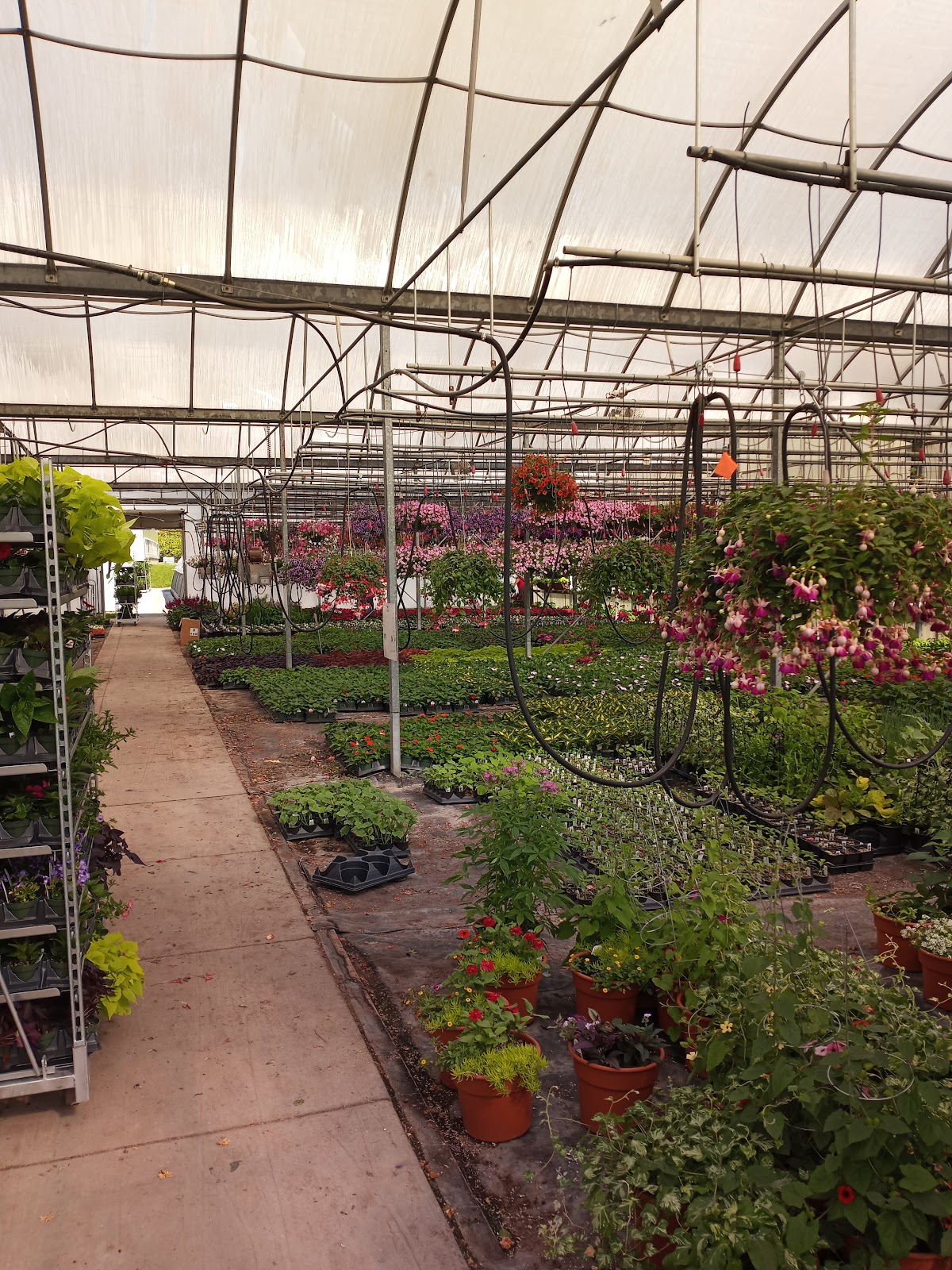 Kollman's Greenhouse